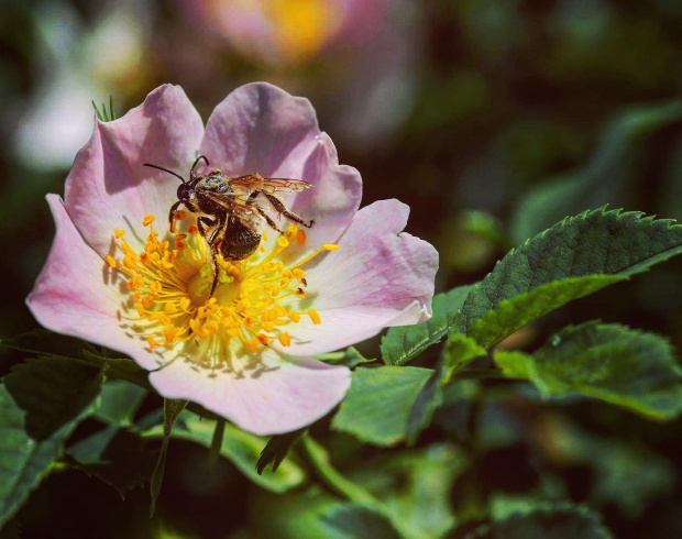 #bee #flower #photography