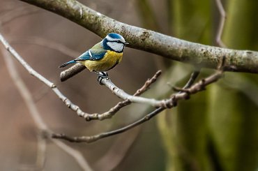 Zieba-Modraszka #wiewiorki #ogrody #zima #natura #zwierzeta #alicjaszrednicka