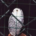 #owl #sowa #zoo #phonephoto