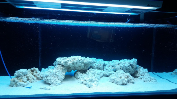 reef tank