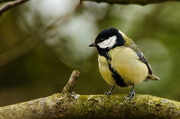 Bogatka.- #ptaki #wiosna #ogrody