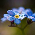 Niezapominajka alpejska,(Myosotis alpestris) Zwyczajowo nazwana : niezabudka, zabie oczka #niezapominajka #kwiaty #wiosna #natura #przyroda