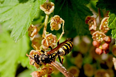 Osa na porzeczce..#kwiaty #natura #przyroda #ogrody #macro
