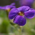 Blaukissen..czyli Żagwin, obrecja (Aubrieta Adans).#kwiaty #natura #przyroda #ogrody #macro
