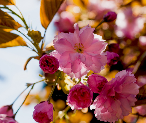 Japonska wisnia ozdobna,. #kwiaty #ogrody #drzewa