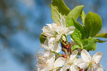 Kwiaty gruszy- #wiosna #kwiaty #drzewa #ogrody #jablonie,grusze