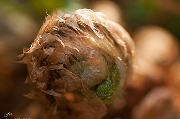 A oto Kolezanki i Koledzy zagadka na niedziele:)))) #natura #ogrody #przyroda