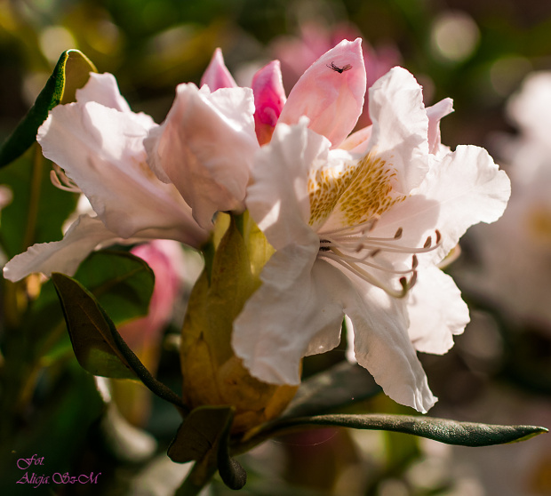 Różanecznik(Rhododendron) #kwiaty #wiosna #macro #tulipany #alicjaszrednicka #Rhododendron,Różanecznik