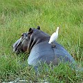 W Parku Narodowym Chobe
