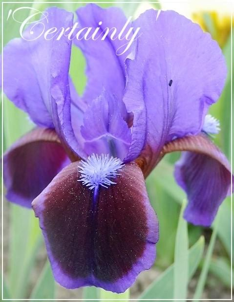 iris 'certainly'