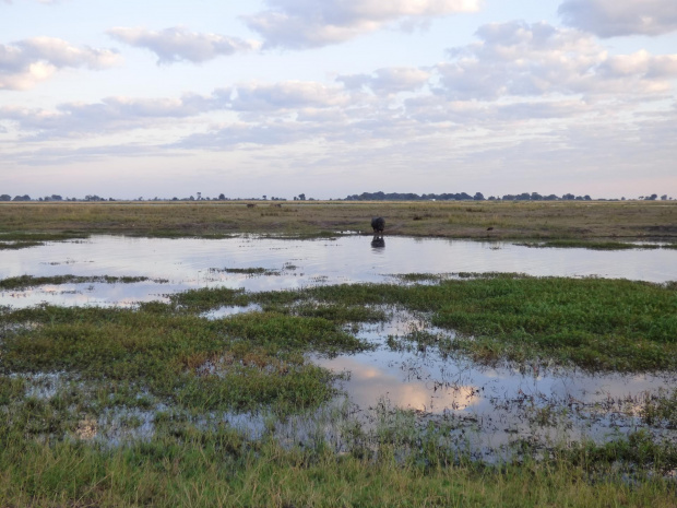 Świt nad Chobe