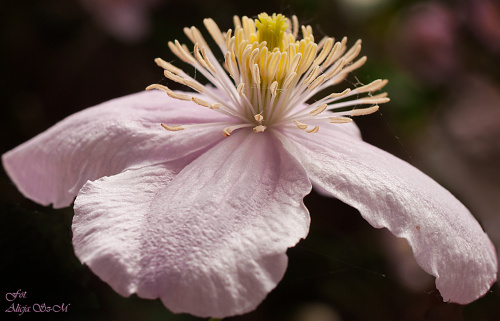 Powojnik górski (Clematis montana) :- #kwiaty #wiosna #clematis #ogrody #macro