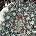 Gymnocalycium quehlianum