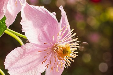 Powojnik górski (Clematis montana) :- #kwiaty #wiosna #clematis #ogrody #macro
