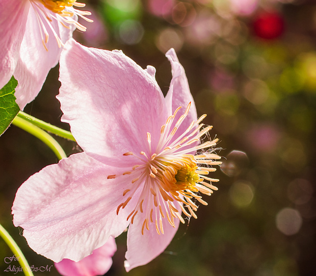 Powojnik górski (Clematis montana) :- #kwiaty #wiosna #clematis #ogrody #macro