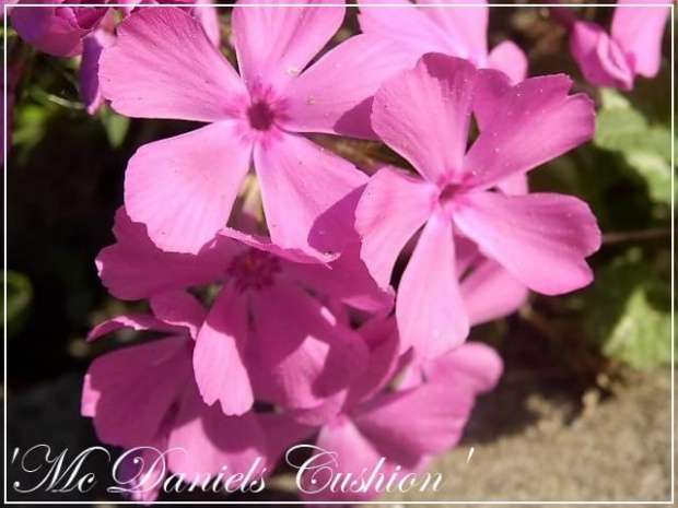 phlox 'Mc Daniels C.'