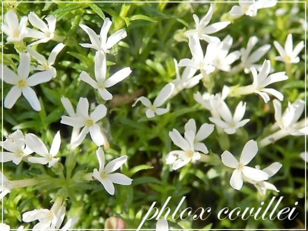 phlox covillei