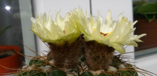 Notocactus