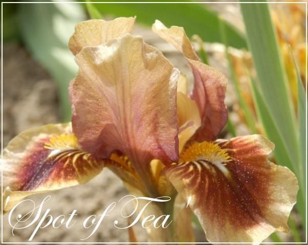 iris 'spot of tea'