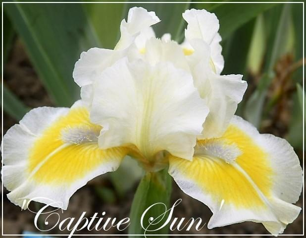 iris 'captive sun'