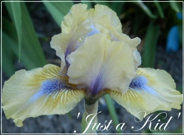 iris 'just a kid'