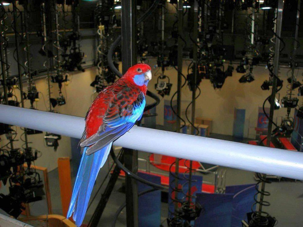 Papuga w TV studio
