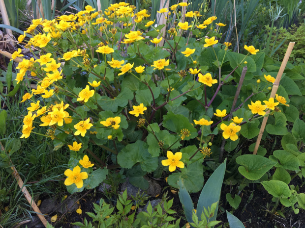 Caltha palustris - kaczeniec