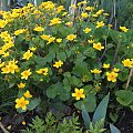 Caltha palustris - kaczeniec