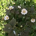 Podophyllum emodi - stopowiec himalajski