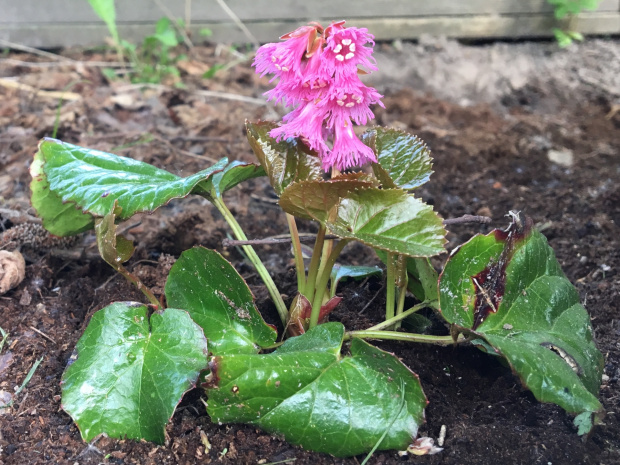 Shortia soldanelloides