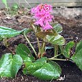 Shortia soldanelloides