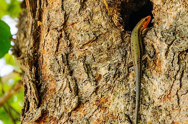 Jaszczurka.- #gady #jaszczurki #alicjaszrednicka