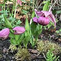 Cypripedium tibeticum