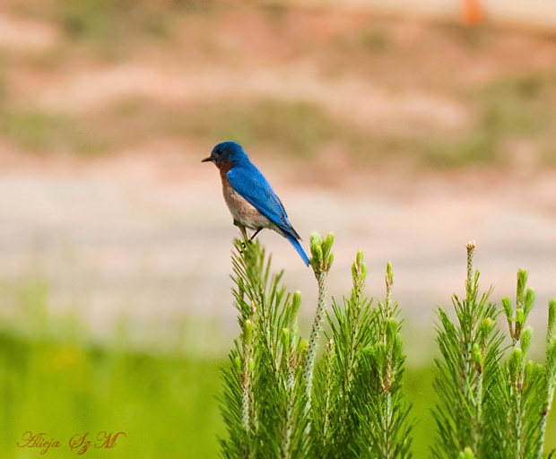 Sialia-Błękitnik rudogardły z rodziny drozdòw,ale jest też podobny do mekskańskiego bo ten niebieski kolor jest intensywny:)#ptaki #natura SC #alicjaszrednicka