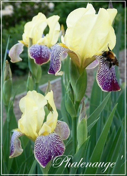iris 'phalenauge'
