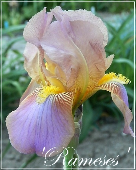 iris 'rameses'