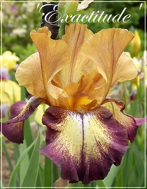 iris 'exactitude'