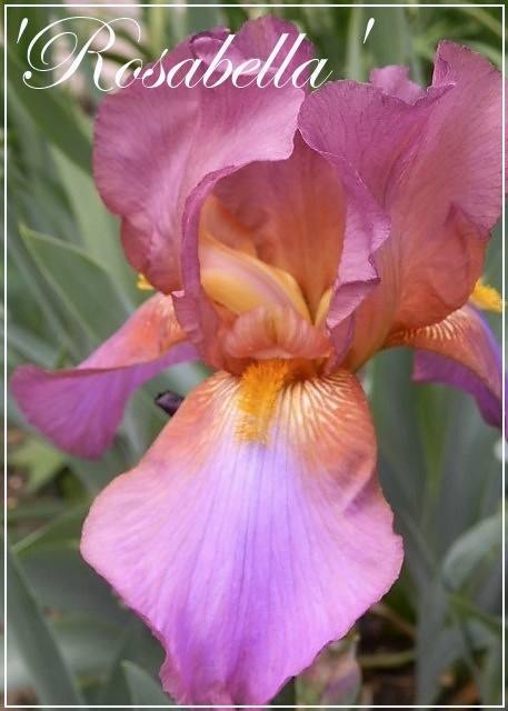 iris 'rosabella'