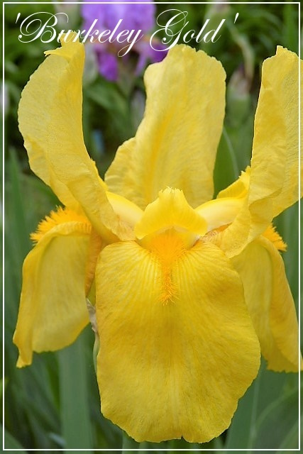 iris 'burkeley gold'