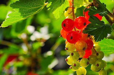 Czerwona Porzeczka w moim ogrodzie #macro #owoce #natura #ogrody #alicjaszrednicka