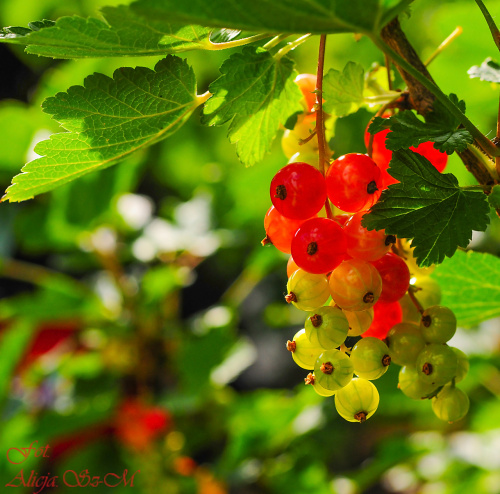 Czerwona Porzeczka w moim ogrodzie #macro #owoce #natura #ogrody #alicjaszrednicka