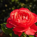 Jedna z tysiaca róz w moim ogrodzie.. #kwiaty #róze #ogrody #macro #alicjszrednicka #natura #flora