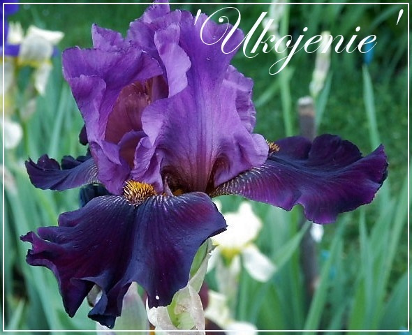 iris 'ukojenie'