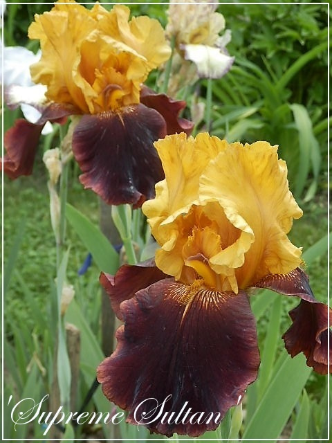 iris 'supreme sultan'