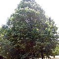 Leszczyna turecka - pokrój drzewa