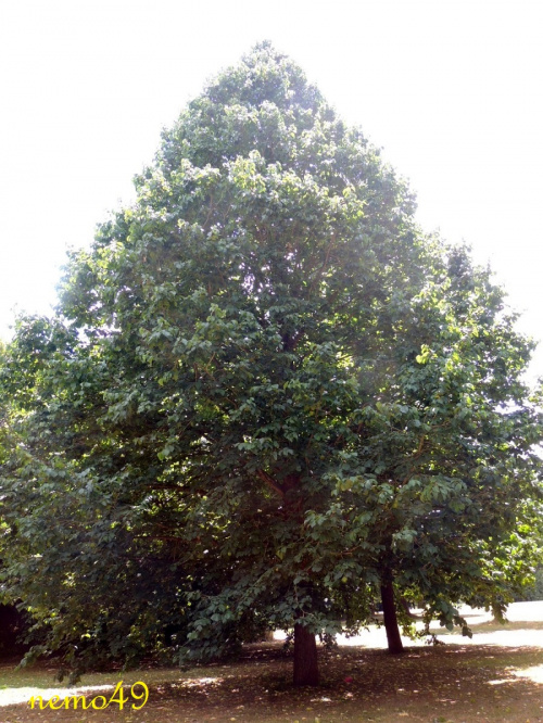 Leszczyna turecka - pokrój drzewa