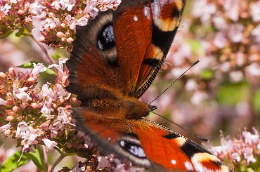 Rusalka, pawik-

#natura #ogrody #motyle #macro #alicjaszrednicka