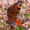 Rusalka, pawik-

#natura #ogrody #motyle #macro #alicjaszrednicka
