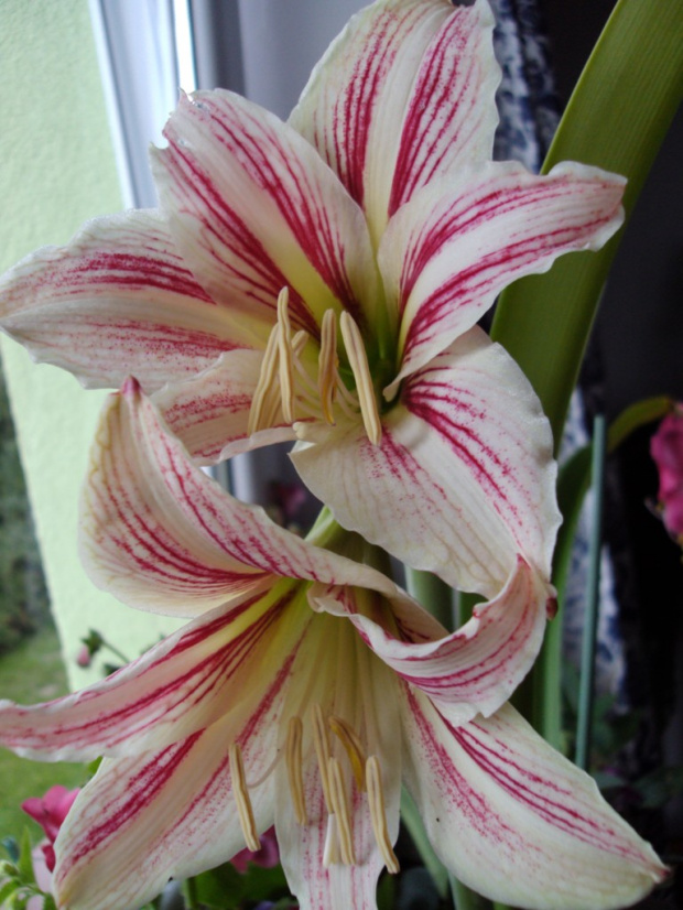 hippeastrum