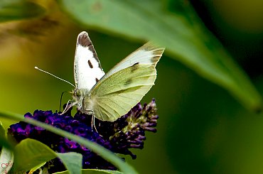 Bielinek Kapustnik,- #motyle #natrura #przyroda #macro